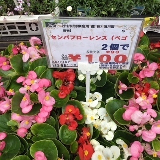 ミニトマト　ベゴニア　2個で１００円
