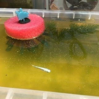 めだか産卵床