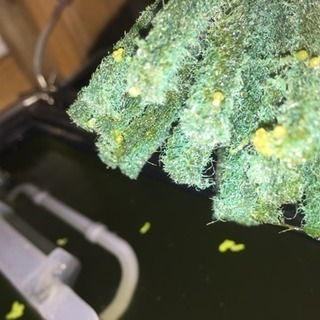 メダカ産卵床の画像