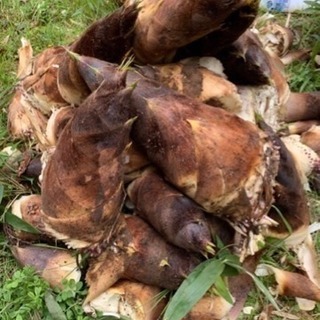 昼採り！タケノコの画像