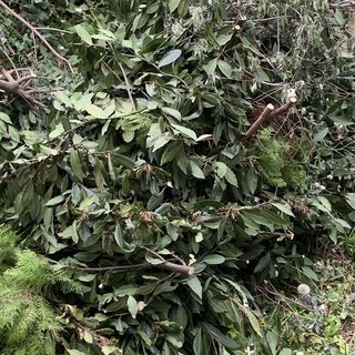 ローリエ、月桂樹の葉 お好きなだけ持って行ってください