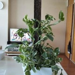 観葉植物   セット✨取引先決定しました。