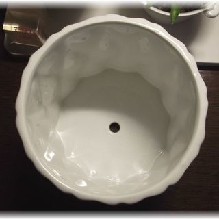 <<End of transaction>>【多肉植物】500円カランコエ属『マザーリーフ』の画像
