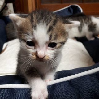 保護した猫ちゃんが出産しまた。五匹いましたが、三匹は里親になって...