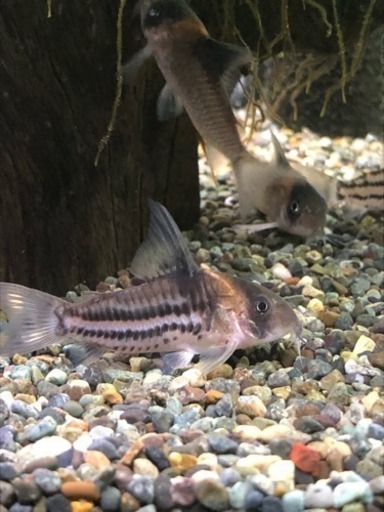 コリドラスコルレア3匹(熱帯魚水槽)生体