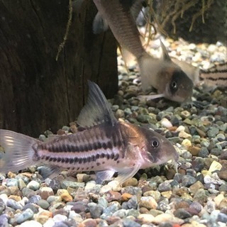 コリドラスコルレア3匹(熱帯魚水槽)生体