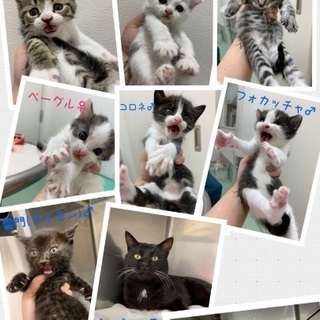 保健所からレスキュー！子猫♂♀8匹🐱家族を待っています🍀譲渡会に...