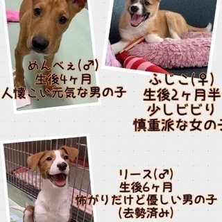 保健所からレスキュー！生後2ヶ月位臆病な女の子🐶会いに来てください🎀