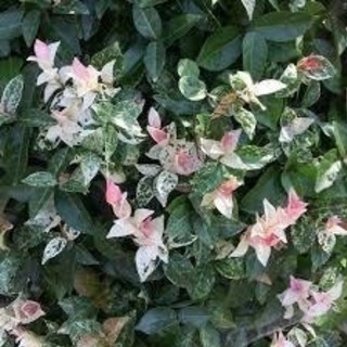 ハツユキカズラ株 30センチ×30センチ以上
