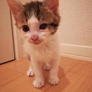 🐱１ヶ月三毛猫♀里親様決定しました。