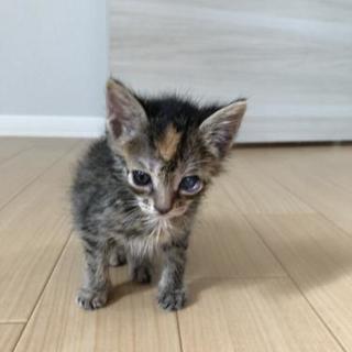 🐱１ヶ月キジサビ♀里親様決定しました。