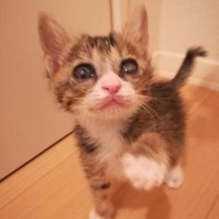 🐱１ヶ月キジ白♀里親様決定しました。