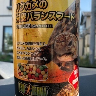 リクガメフード