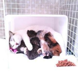 【中断】子猫の里親さん探してます！