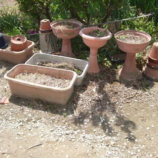 (話し合い中)園芸好きな方にいかがと思いまして、庭にある陶器製の植木鉢やプラスチックの鉢とイボ竹を無料で差し上げます。の画像