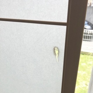 障子二枚の画像