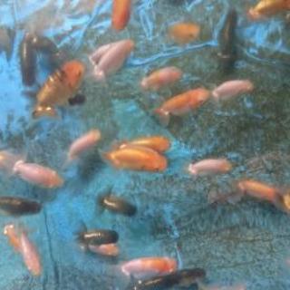 らんちゅう 虎禿げの画像