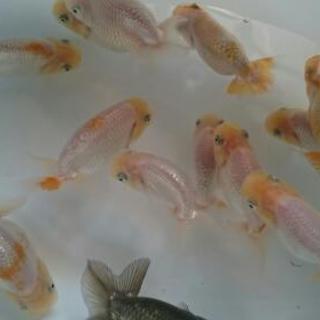 らんちゅう 虎禿げの画像