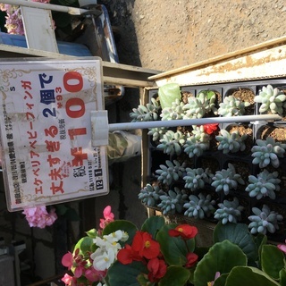 エケベリア