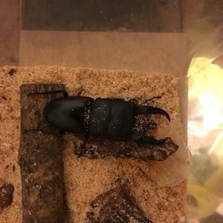 ヒラタクワガタ(ペア)