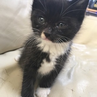 子猫1匹