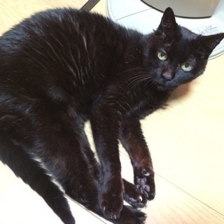 黒猫  探しています。