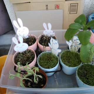 クリオネ 食虫植物 ウトリクラリア ミミカキグサ 3.5号プラ鉢...