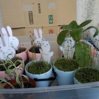 クリオネ 食虫植物 ウトリクラリア ミミカキグサ 3.5号プラ鉢　等　まとめての画像