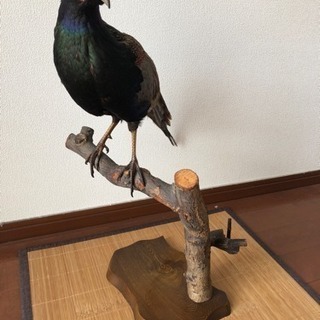 キジのはく製