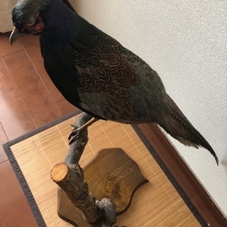 キジのはく製の画像