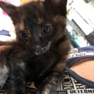 サビ猫ちゃんのご家族になってくれる方