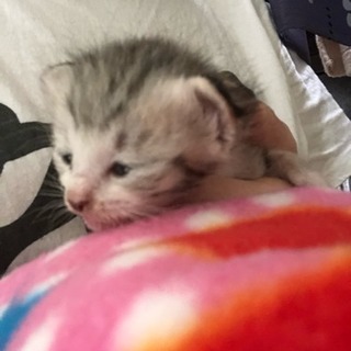 【更新】保護猫ちゃんたちにどうかご協力お願いします！