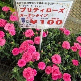 プリティローズ100円です