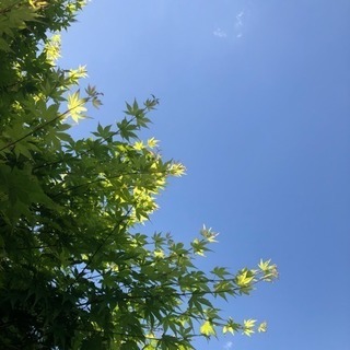 学生にリノベーションをさせてくれる空き家を探しています