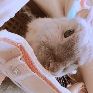うさぎ ♀ 8ヶ月