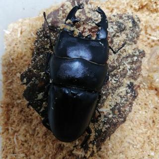 『大注目　無料』アルキデスヒラタクワガタ　成虫ペア　♂82ミリ