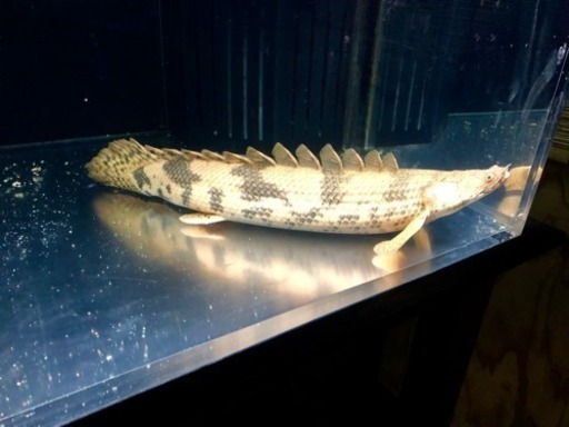 Wildギニア産 エンドリケリー 50㎝+- 極太 極美 #アロワナ#古代魚 #ポリプ