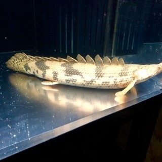 Wildギニア産 エンドリケリー 50㎝+- 極太 極美 #アロワナ#古代魚 #ポリプ