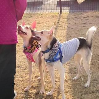 犬猫用のフードと用品のご支援をお願いします。