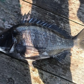 チヌ釣りませんか？