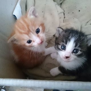 家族に迎えて下さる方募集します。