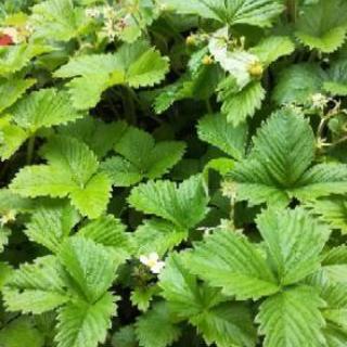 お引き取りに来られる方#ワイルドストロベリー#300円