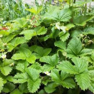 お引き取りに来られる方#ワイルドストロベリー#300円の画像