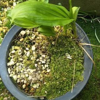 エビネ 山野草