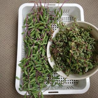 無料☆多肉植物 ルビーネックレス&ブロウメアナ