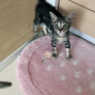 生後4.5か月のトラネコです。