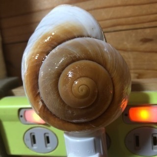 貝殻のライト