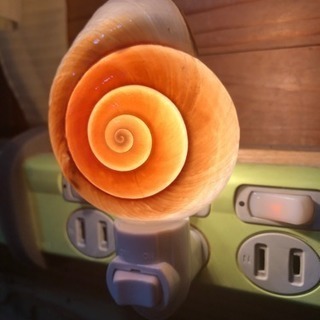 貝殻のライトの画像