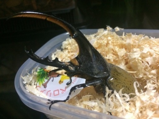 令和記念 ヘラクレスオオカブト固定福袋