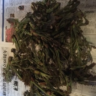 たらの芽＆わらびセットの画像